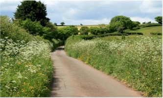 hedgerow